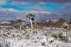 Winter storm-Joshua Tree National Park-California Art Print